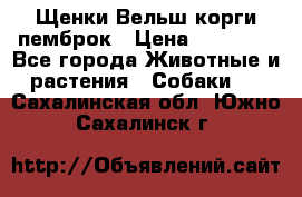 Щенки Вельш корги пемброк › Цена ­ 35 000 - Все города Животные и растения » Собаки   . Сахалинская обл.,Южно-Сахалинск г.